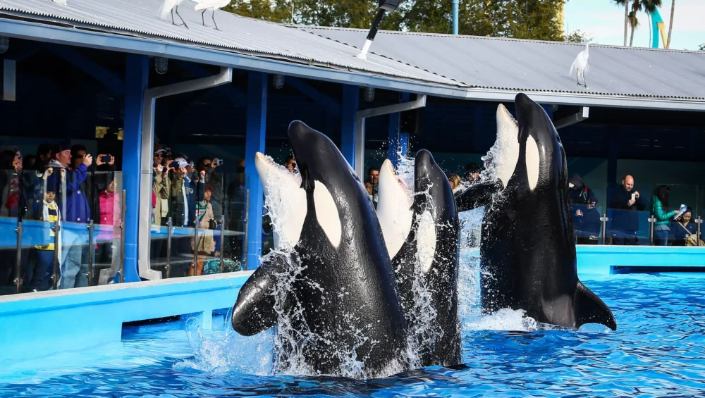 Does Seaworld Still Have Orcas