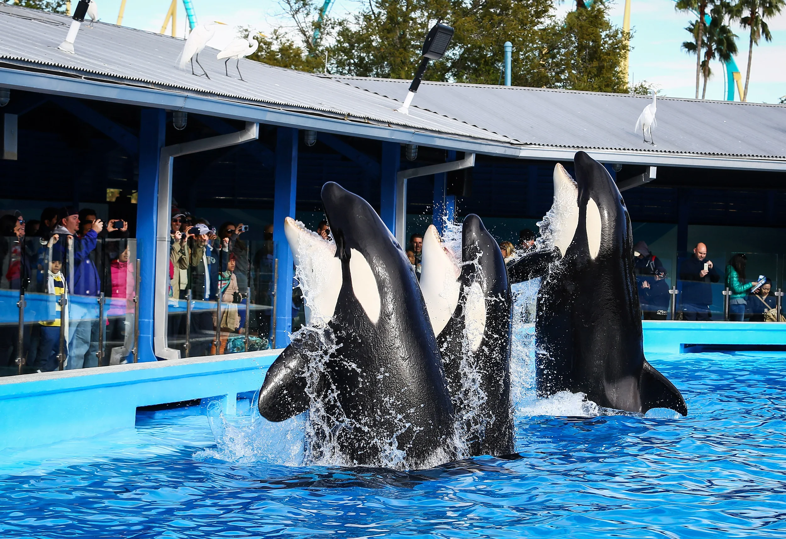 Does Seaworld Still Have Orcas